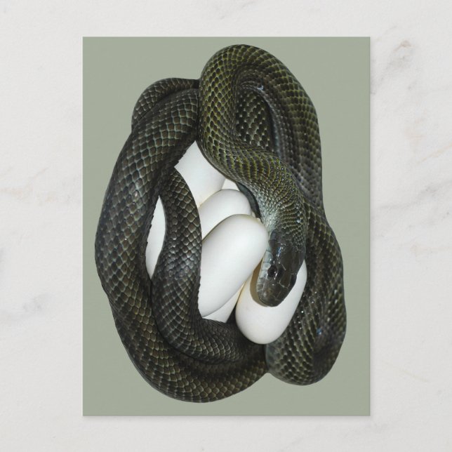 Cartão Postal Mãe japonesa do cobra de rato, a bonita e do (Frente)