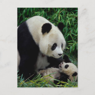 Cartão Postal Mãe panda e bebê no arbusto de bambu, Wolong