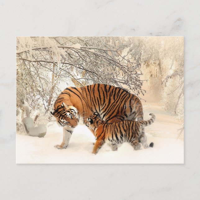 Cartão Postal Mãe Tiger e Cub na Floresta de Neve (Frente)