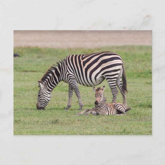 Cartão Postal Mãe Zebra com Colt Recém-nascido (Frente)