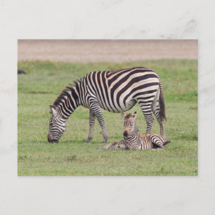 Cartão Postal Mãe Zebra com Colt Recém-nascido