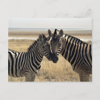Cartão Postal Mãe zebra e zebra jovem