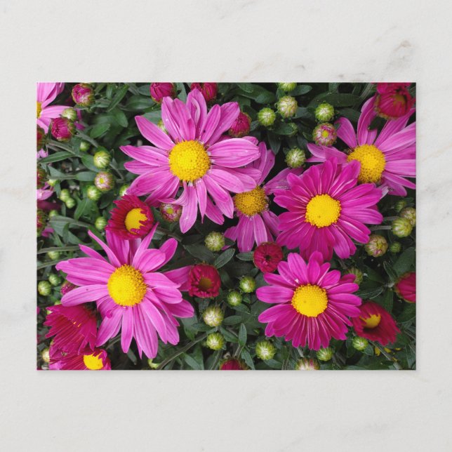 Cartão Postal Mães (Frente)