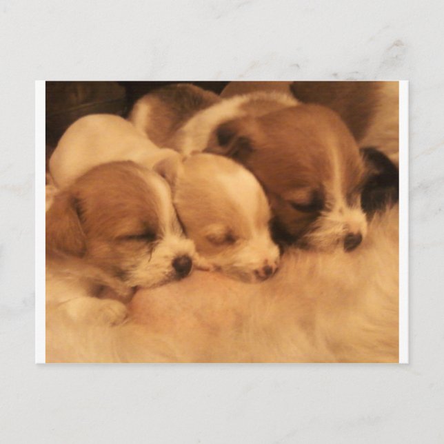 Cartão Postal mães amam (Frente)