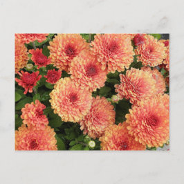 Cartão Postal Mães Coloridas de Salmão
