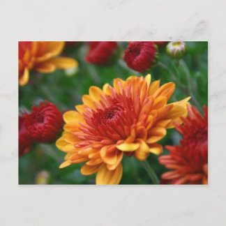 Cartão Postal Mães contra fogo