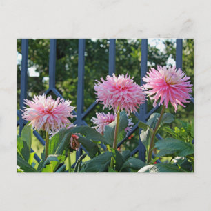 Cartão Postal Mães Fuji Rosa