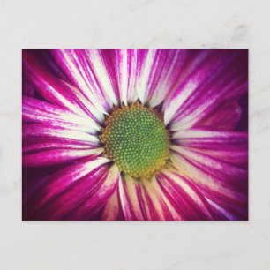 Cartão postal Magenta Daisy