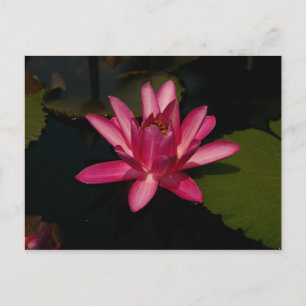 Cartão Postal Magenta Lotus Waterlily