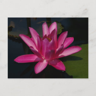 Cartão Postal Magenta Lotus Waterlily rosa