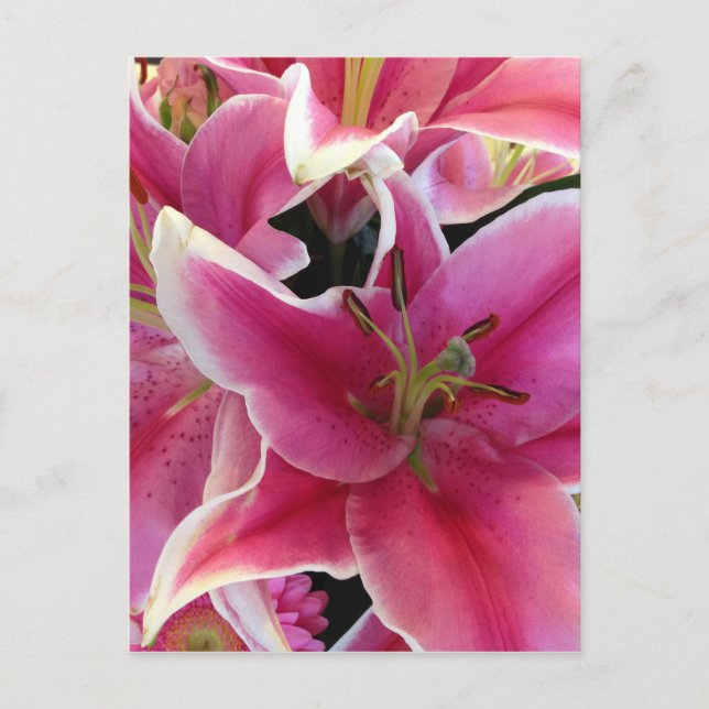 Cartão Postal Magia da flor rosa (Frente)