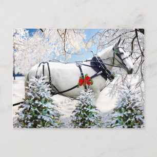 Cartão Postal "Magic In Harness"