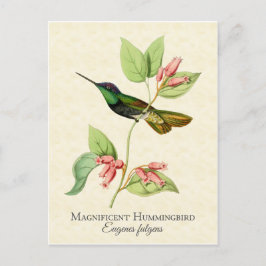 Cartão Postal Magnífico Hummingbird Vintage Art