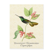 Magnífico Hummingbird Vintage Art