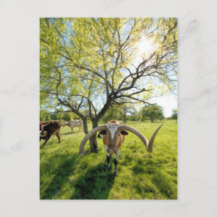 Cartão Postal Magnífico Texas Longhorn Steer
