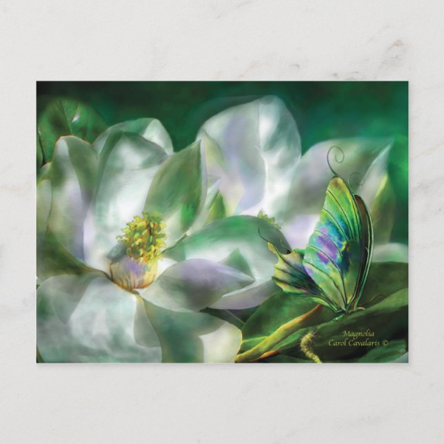 Cartão postal Magnolia (Frente)