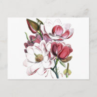 Magnolia Asia Flower Vintage Antiga Ilustração