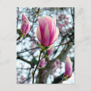 Cartão Postal Magnolia Bloom e Buds