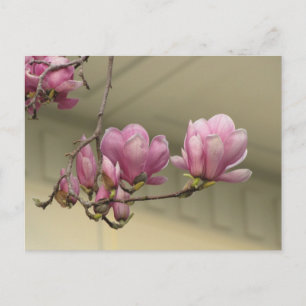 Cartão Postal Magnolia Blooms