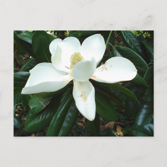 Cartão Postal Magnolia Blossom (Frente)