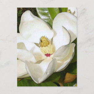 Cartão Postal Magnolia Branca