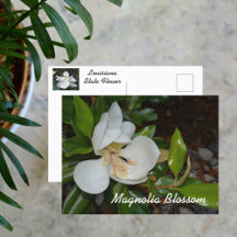 Magnólia Branca Flor do Estado da Louisiana Fotogr