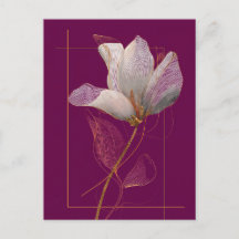 Magnólia Branca Linha Dourada Magenta