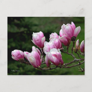 Cartão Postal Magnolia Branch
