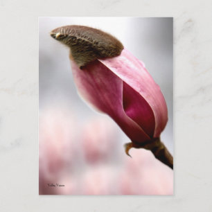 Cartão Postal Magnolia em Capa