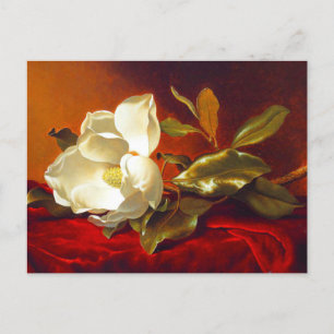 Cartão Postal Magnolia em Red Velvet Martin Johnson Heade