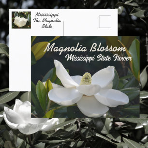 Cartão Postal Magnolia Estado Mississippi Fotografia Floral