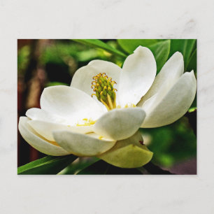 Cartão Postal Magnolia Flor Fechar