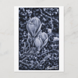 Cartão Postal Magnolia Flower, Primavera, Unddres/Natureza