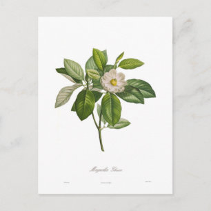 Cartão Postal Magnolia glauca