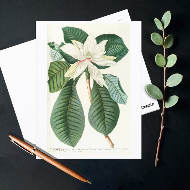 Cartão Postal Magnolia III (1750-1773) (Criador carregado)