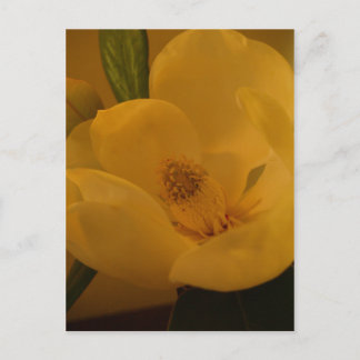 Cartão postal "Magnolia Sateen"