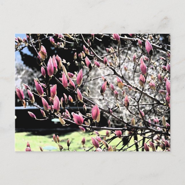 Cartão Postal Magnolia Sumi (Frente)