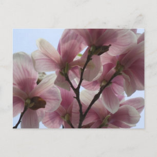Cartão Postal Magnolia Tree in Bloom Postcard