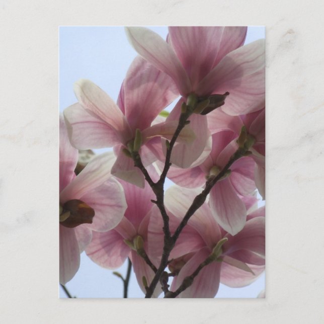 Cartão Postal Magnolia Tree in Bloom Postcard (Frente)