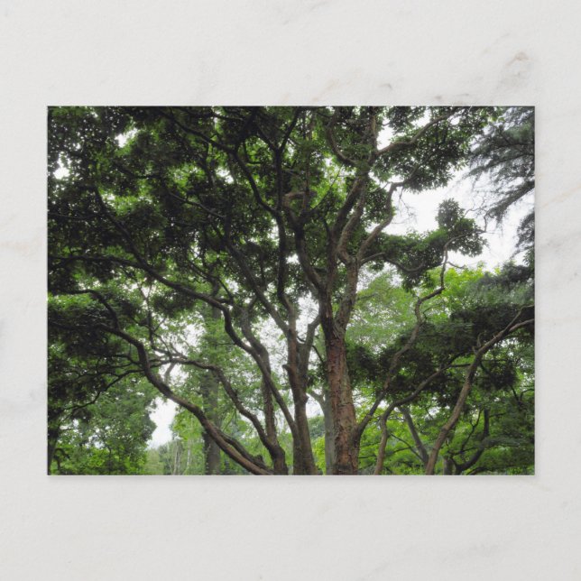 Cartão Postal Magnolia Tree no Verão (Frente)