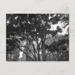 Cartão Postal Magnolia Tree no verão BW