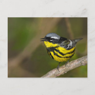 Cartão Postal Magnolia Warbler