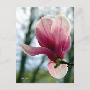Cartão Postal Magnolia Woods