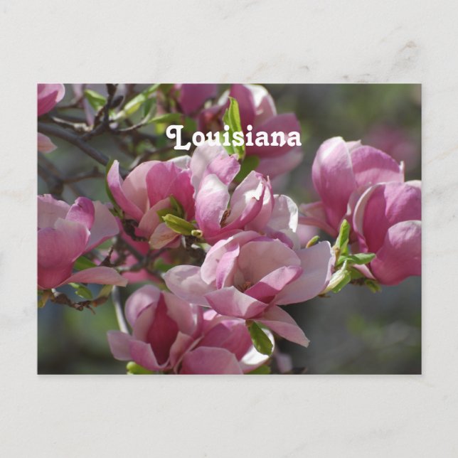 Cartão Postal Magnolias (Frente)