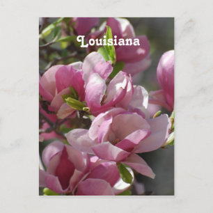 Cartão Postal Magnolias