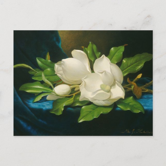 Cartão Postal Magnolias gigantes em um pano veludo azul (Frente)