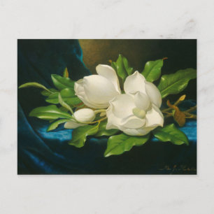 Cartão Postal Magnolias gigantes em um pano veludo azul, c.1890