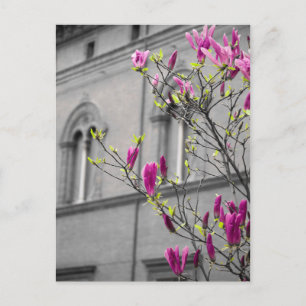 Cartão Postal Magnolias Rosa