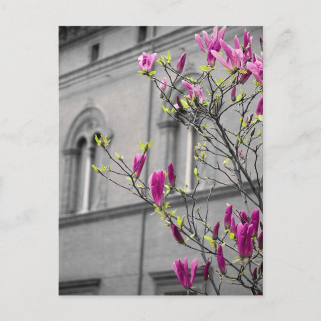 Cartão Postal Magnolias Rosa (Frente)