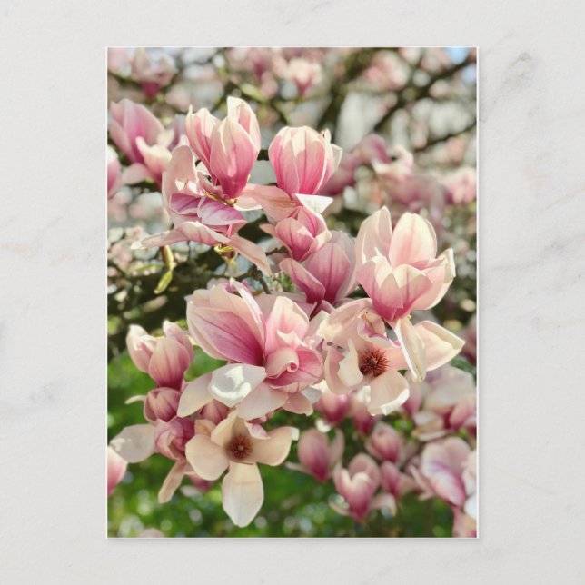 Cartão Postal Magnolie Magnolienblüte rosa (Frente)